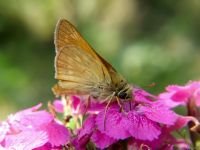 Ochlodes sylvanus