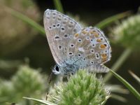 Polyommatus bellargus