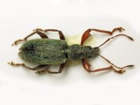 Phyllobius jacobsoni