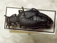 Meloe proscarabaeus