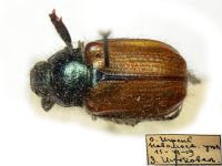 Phyllopertha horticola