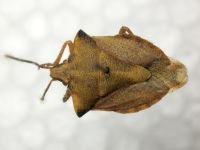 Carpocoris fuscispinus