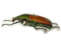 Eudicella colmanti