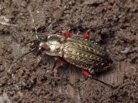 Carabus (Carabus) granulatus