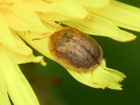 Hypocassida