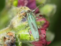 Phytoecia caerulescens