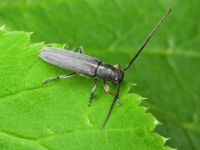 Phytoecia cylindrica