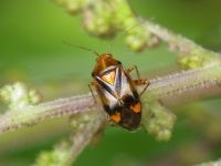 Liocoris tripustulatus