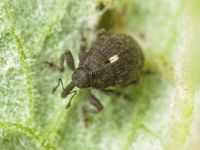 Glocianus punctiger
