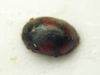 Scymnus frontalis