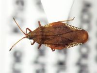 Physatocheila costata