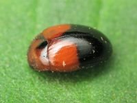Tritoma bipustulata