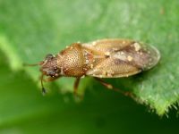 Cymus melanocephalus