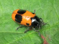 Clytra laeviuscula