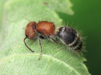 Myrmilla caucasica