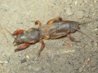 Gryllotalpa gryllotalpa