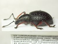 Otiorhynchus coecus coecus