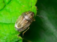Neottiglossa leporina