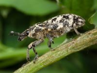 Cyphocleonus dealbatus