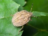 Dolycoris baccarum