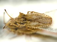 Lasiacantha gracilis