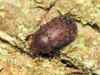 Aesalus ulanowsky