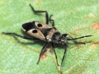 Lasiocoris anomalus