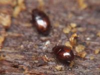 Acritus minutus
