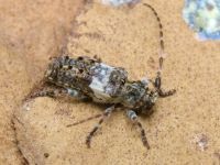 Pogonocherus fasciculatus