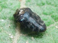 Trachys minutus minutus