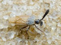 Copium teucrii