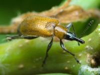 Lasiorhynchites (Stenorhynchites) coeruleocephalus