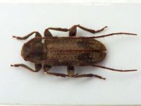 Exocentrus adspersus