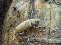 Aegosoma scabricorne