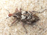 Coniocleonus hollbergii