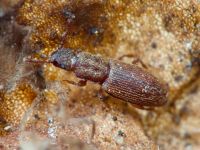 Monotoma quadrifoveolata