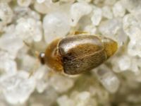 Sericoderus lateralis