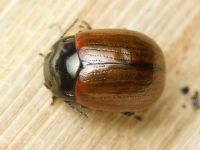 Chrysolina reitteri