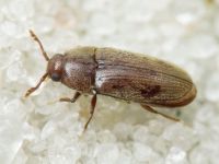 Aulonothroscus brevicollis