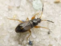 Megalonotus antennatus