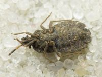 Aradus distinctus