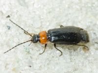 Autosilis nitidula