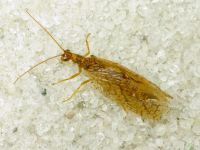 Neuroptera