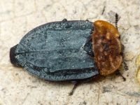 Oiceoptoma thoracicum
