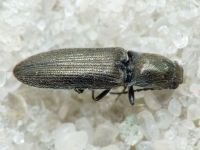 Limonius minutus