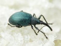 Cyanapion columbinum