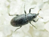 Gymnetron melanarium