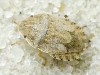 Sciocoris deltocephalus