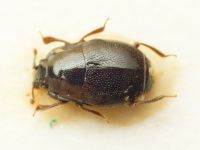 Plegaderus saucius saucius