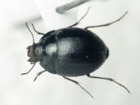 Tenebrionidae